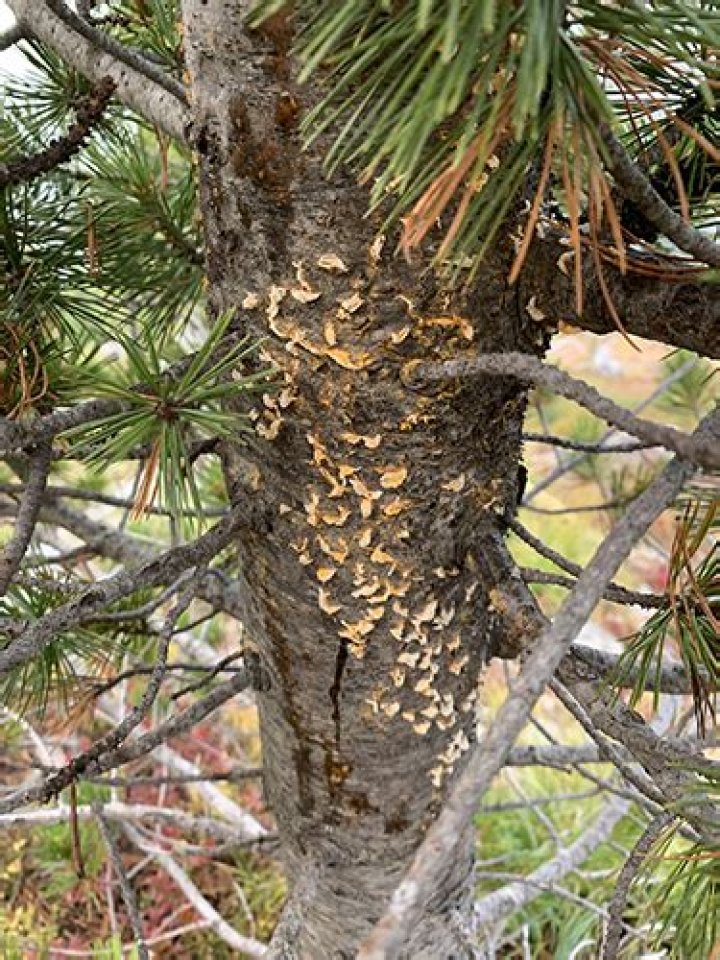 What does white pine blister rust look like