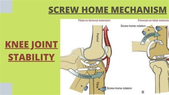 What features help Stabilise the knee joint