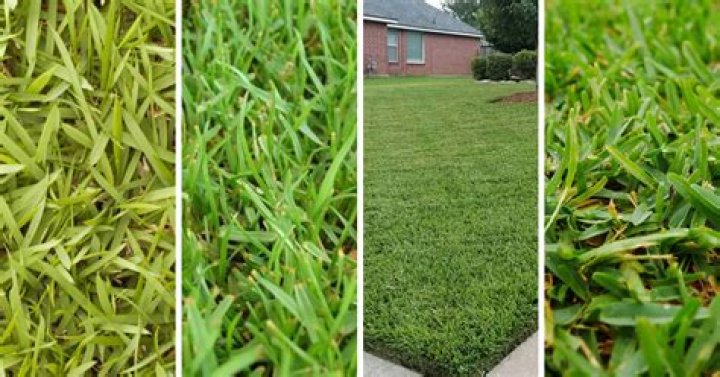 What grass is best for high traffic areas
