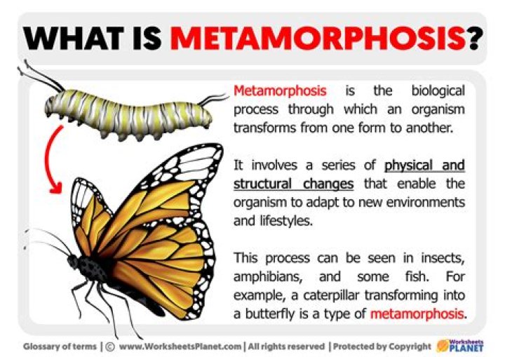 What happened in the metamorphosis
