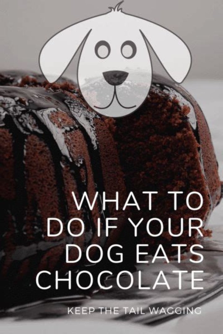 What happens if my dog ate chocolate cake?
