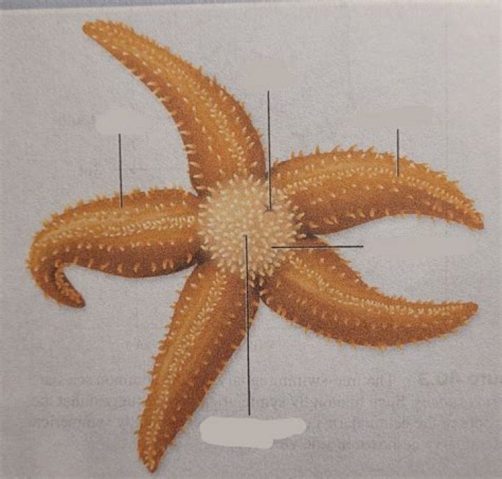 What happens if you cut off a part of a sea star?