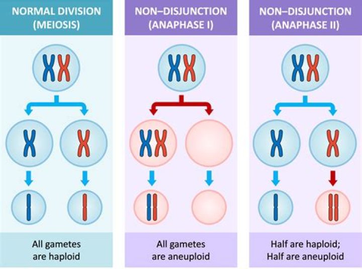 What happens in anaphase II of meiosis?