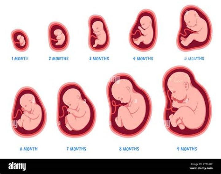 What happens to the fetus during Month 1?