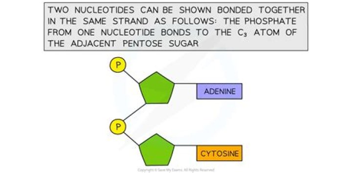 What happens when single units of sugar joined together