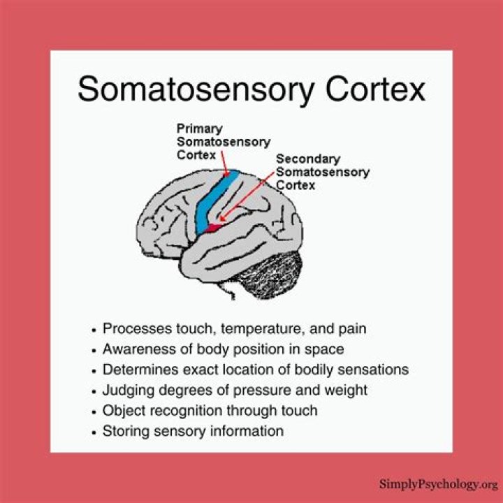 What happens when there is damage to the somatosensory cortex