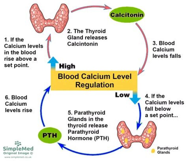 What happens when thyroid releases calcitonin?