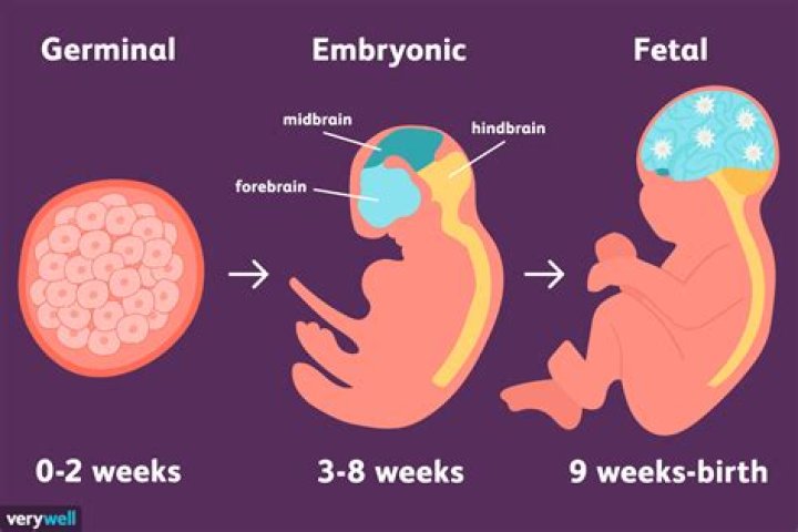 What has a fetus developed at 3 weeks?