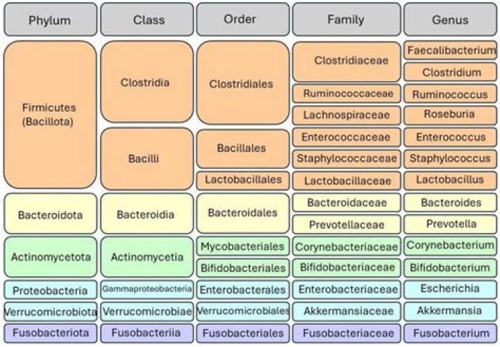 What is a bacterial clade