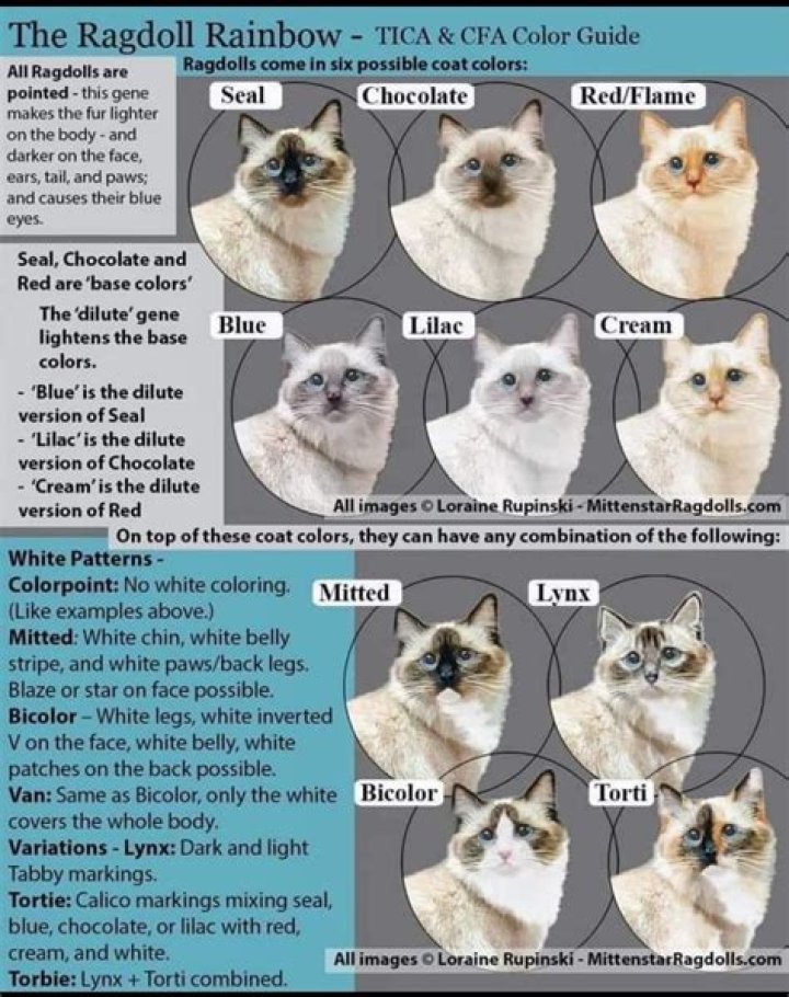 What is a BI Colour Ragdoll?