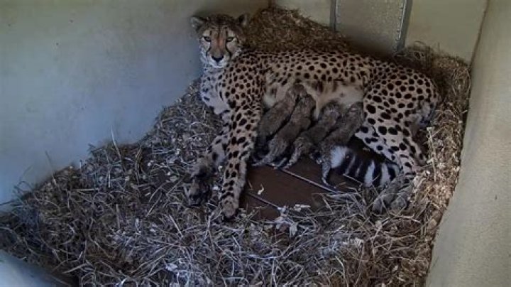 What is a cheetah cub?