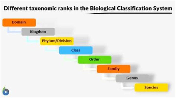 What is a classification domain