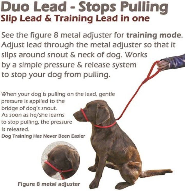 What is a figure 8 lead for dogs?