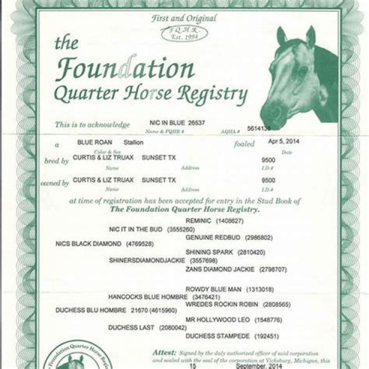 What is a foundation bred QH?