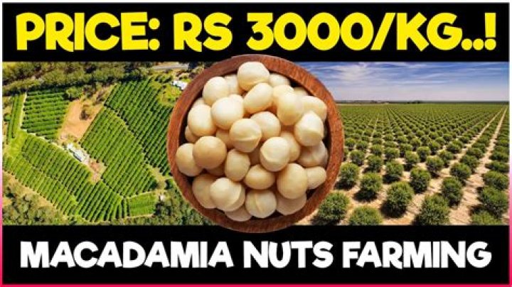 What is a good price for macadamia nuts
