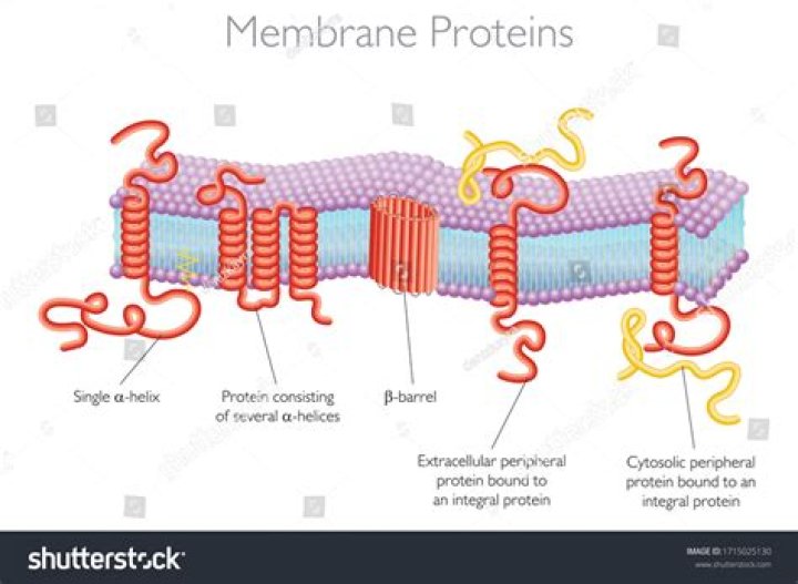 What is a membrane-spanning protein called?