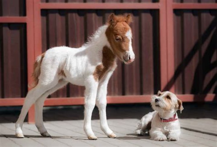 What is a miniature horse baby called?