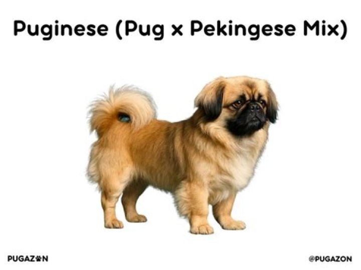 What is a Puginese?