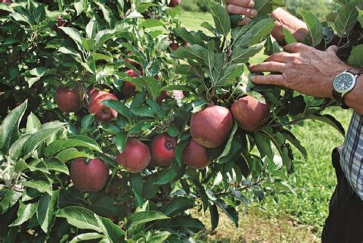 What is a spur type apple tree