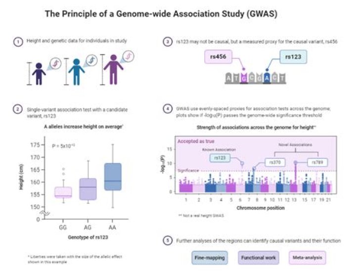 What is an association study in genetics?