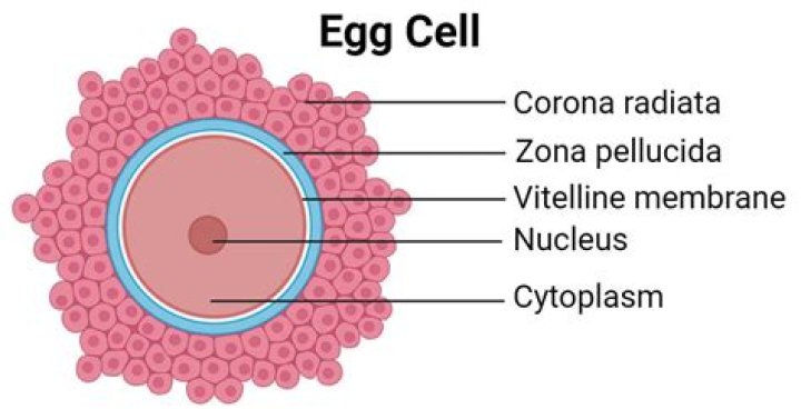 What is an egg cell