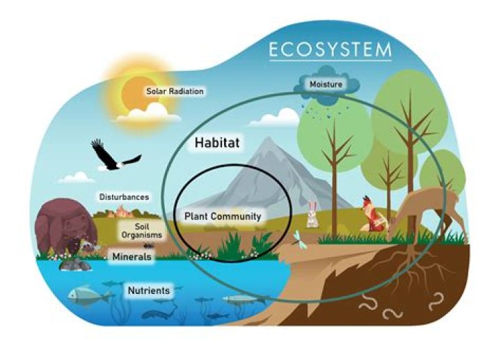 What is an environmental ecosystem