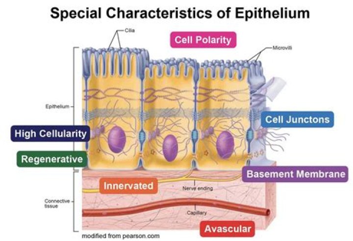 What is an epithelial cell?