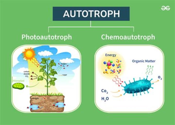 What is an example of a autotrophic protist?