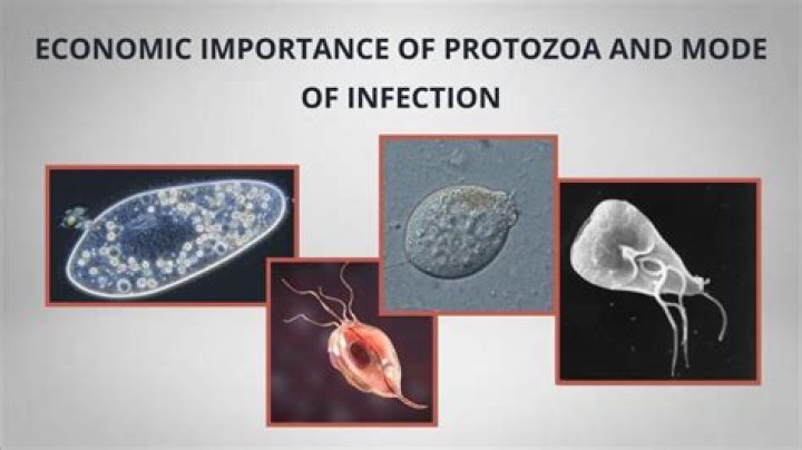 What is an example of a protozoa infection?