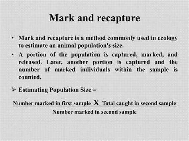 What is an example of Mark and recapture?