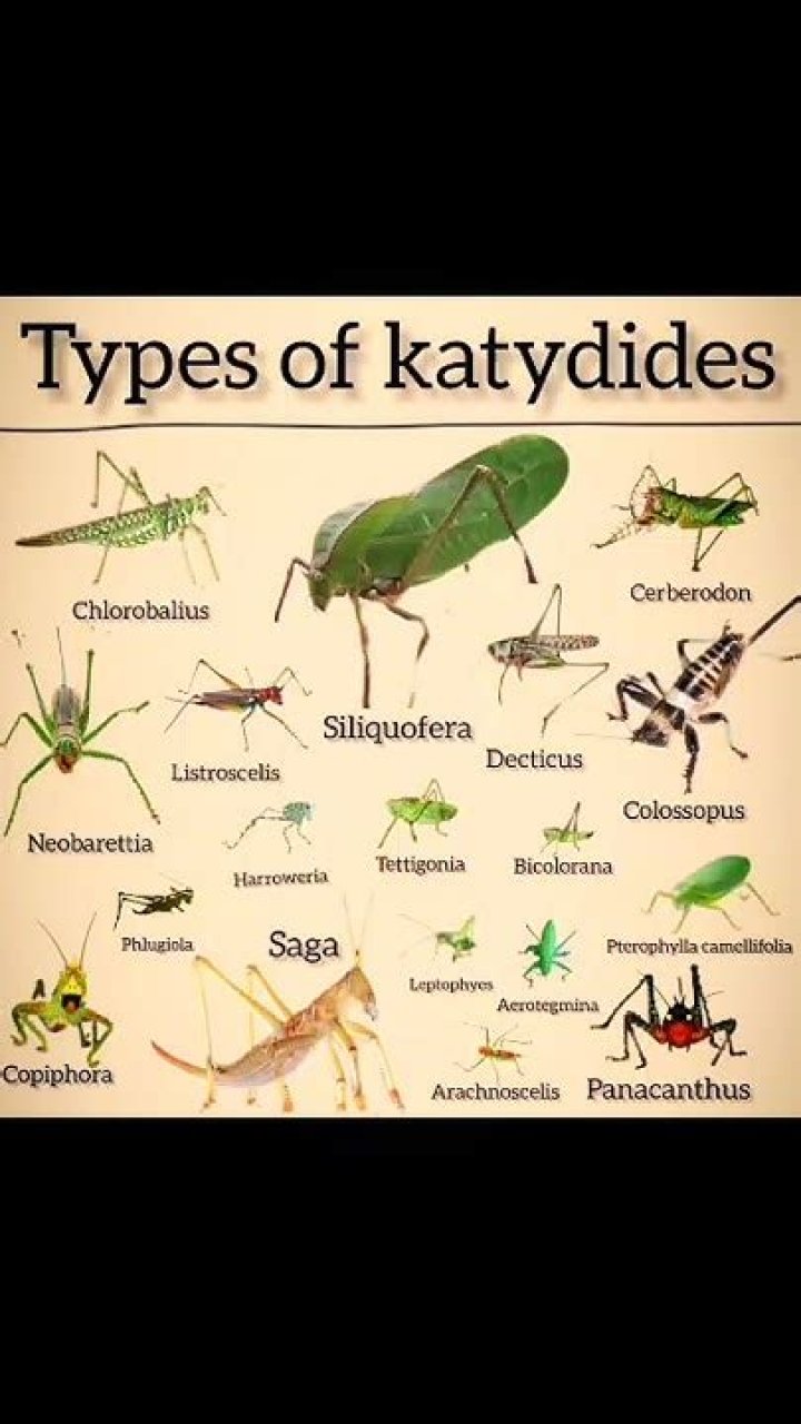 What is another name for katydids?