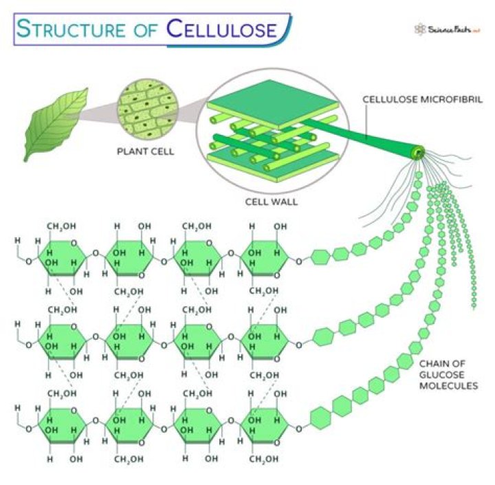 What is cellulose ion?