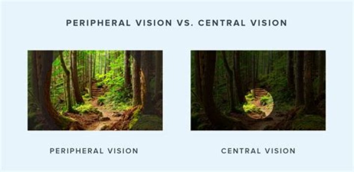What is central and peripheral vision?