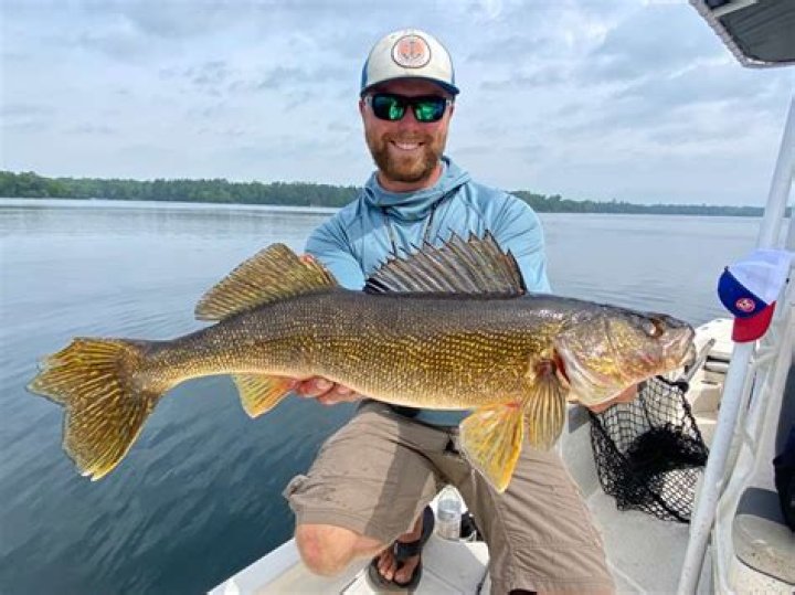 What is considered a trophy walleye?