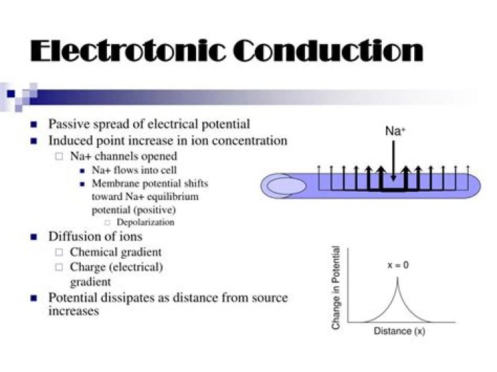 What is Electrotonic conduction