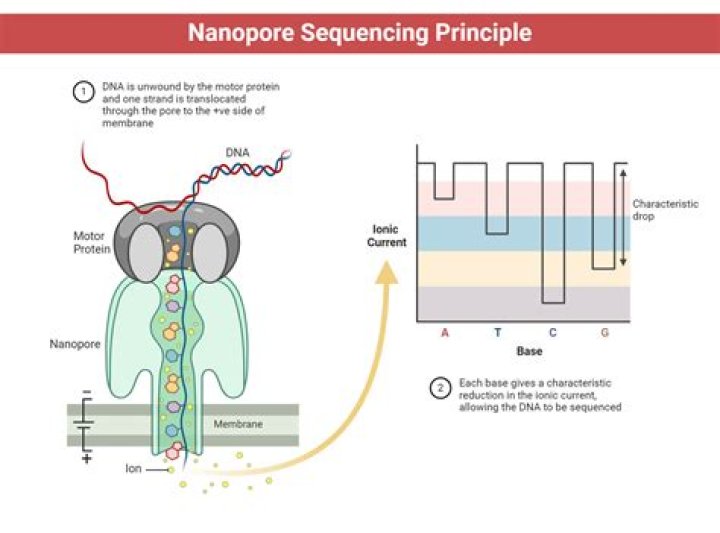 What is error rate for nanopore sequencing?