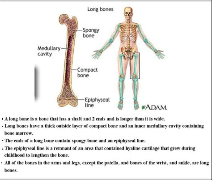 What is found in the medullary cavity of adults