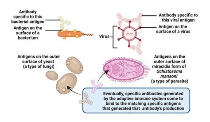 What is H antigen in bacteria?