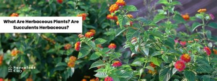 What is herbaceous growth?