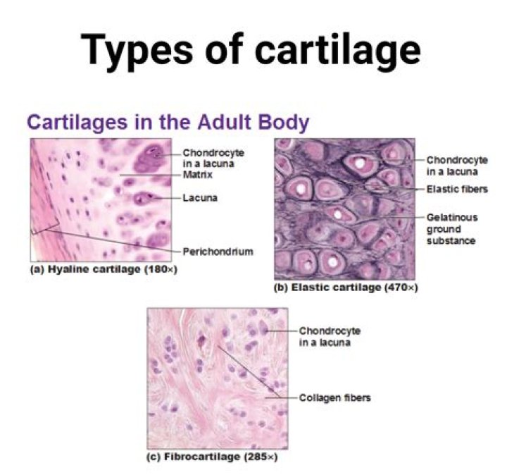 What is Histogenesis of cartilage?
