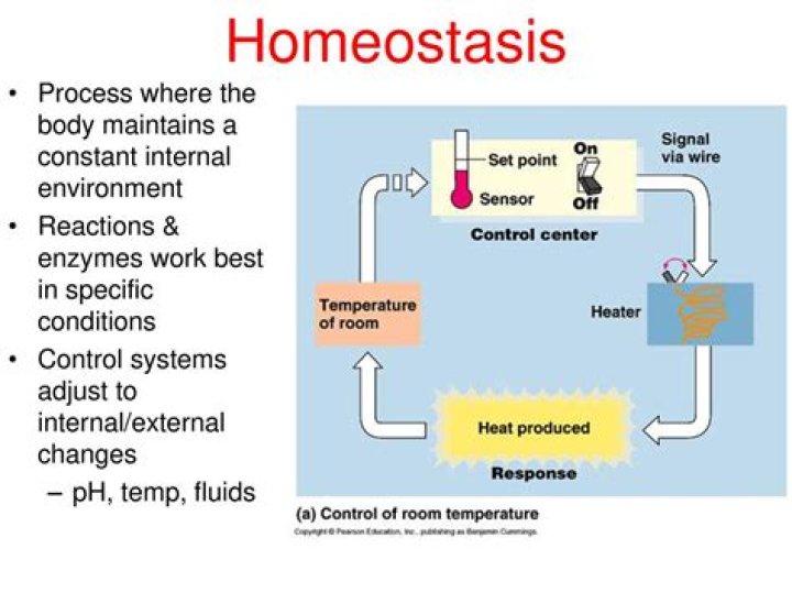 What is homeostasis mechanism