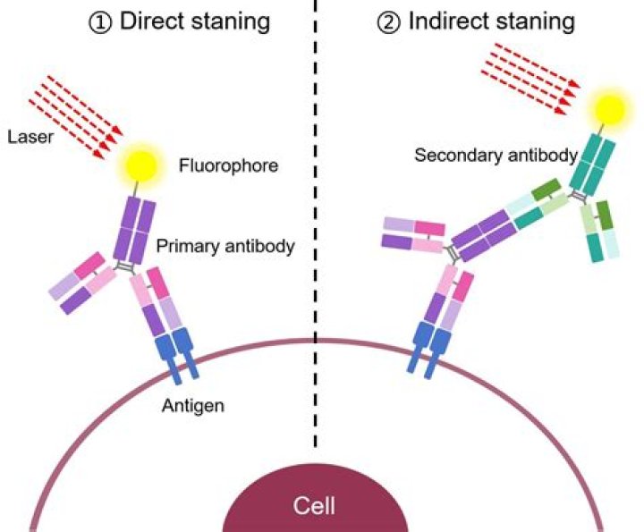 What is Immunolabeling used for?