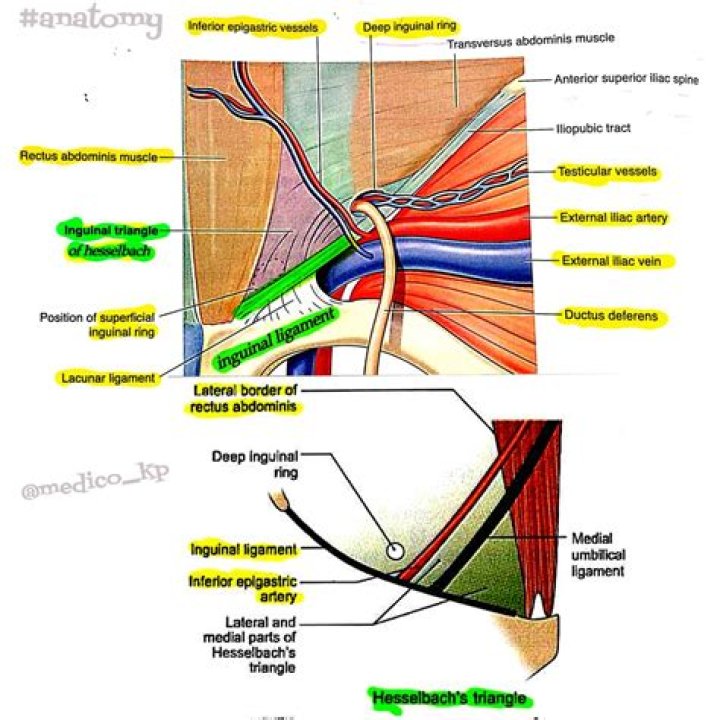 What is inguinal triangle?