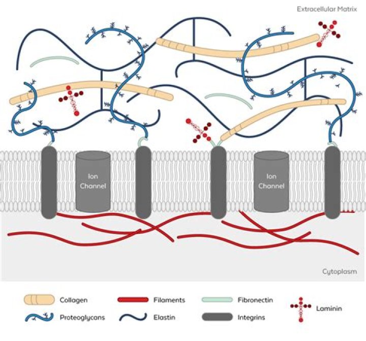 What is intercellular matrix