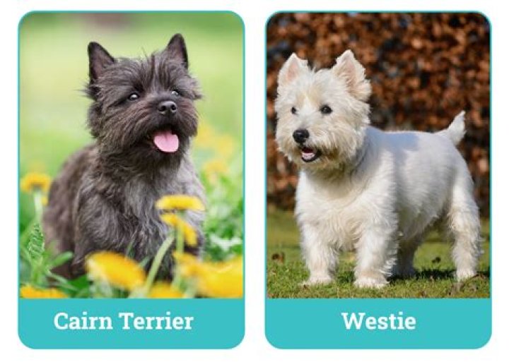 What is it like owning a Cairn Terrier?