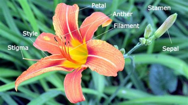What is Lilium used for?