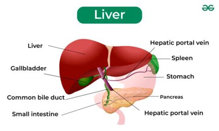 What is liver partition?