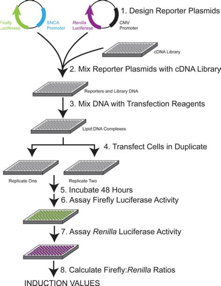 What is luciferase assay used for?