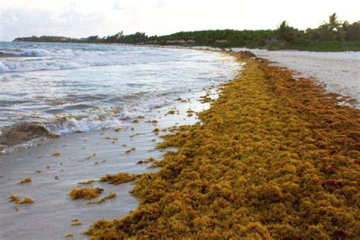 What is Mexico doing seaweed