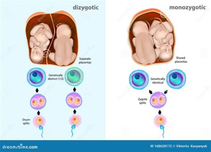 What is monozygotic and dizygotic?